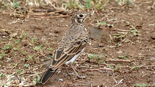 Dusky lark